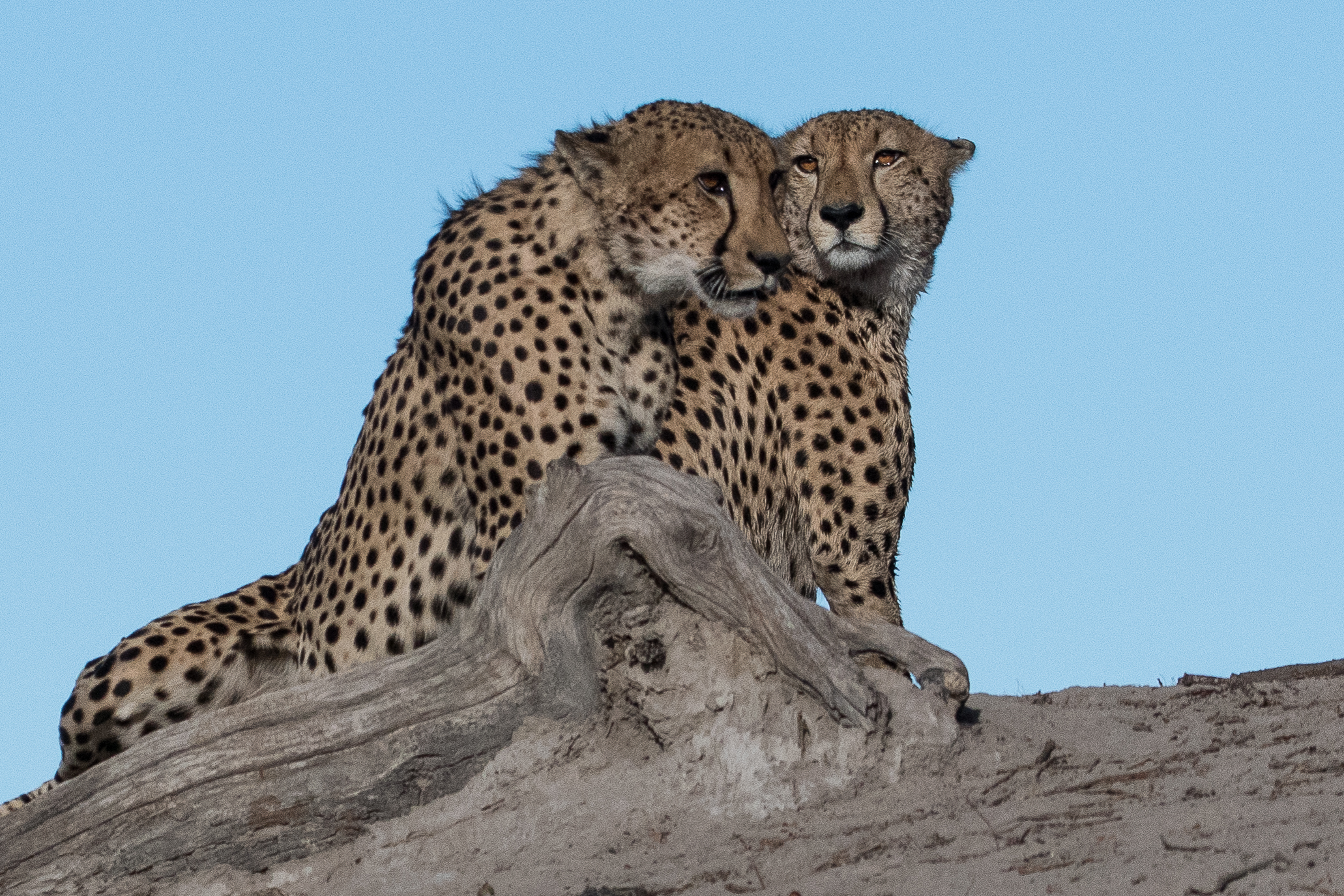 Guépards (Cheetah, Acinonyx jubatus), 2 mâles scrutent l'environnement à la recherche d'une proie depuis le sommet d'une ancienne termitière, Réserve de Kwando , Botswana.
